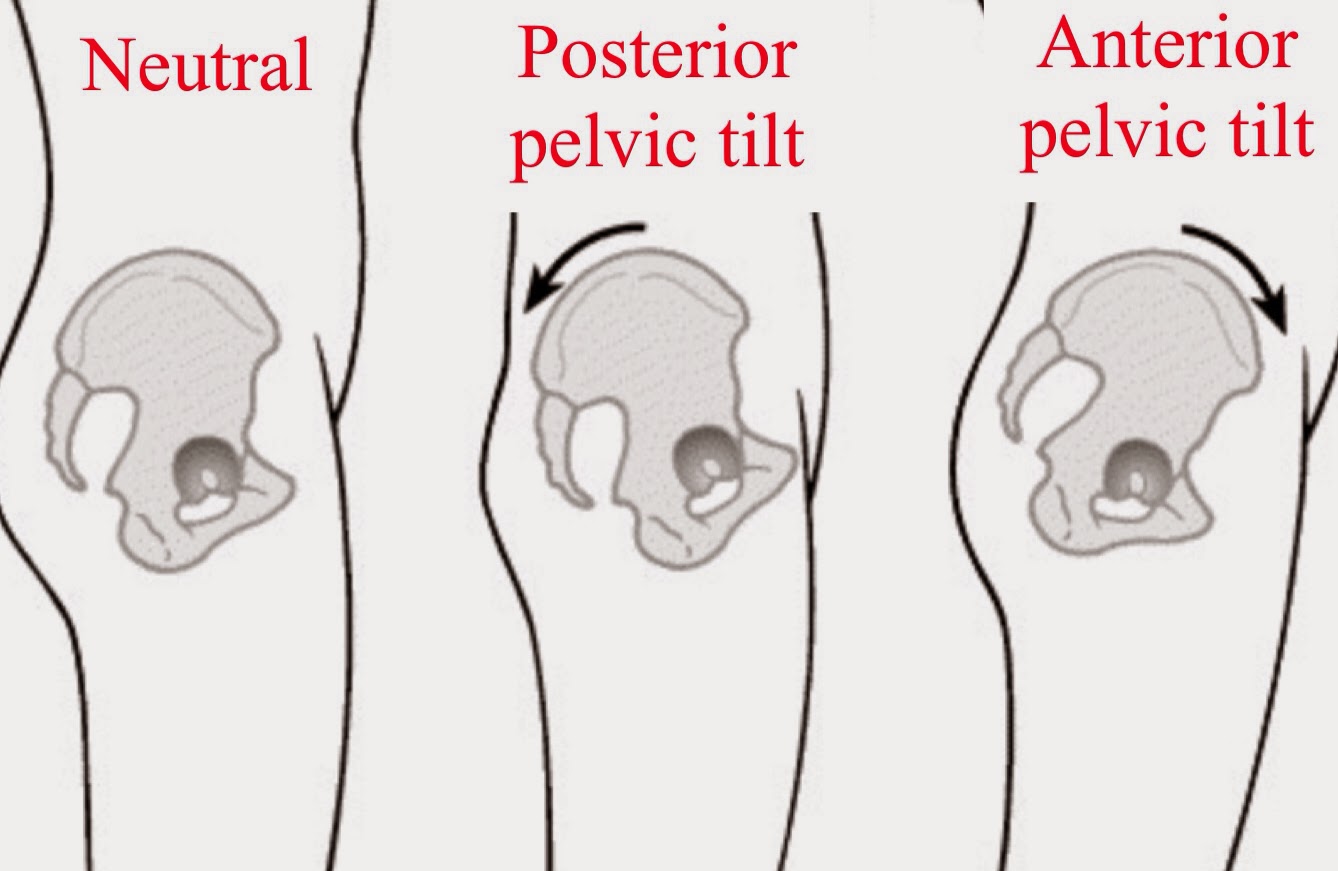 Image result for anterior rotation pelvis