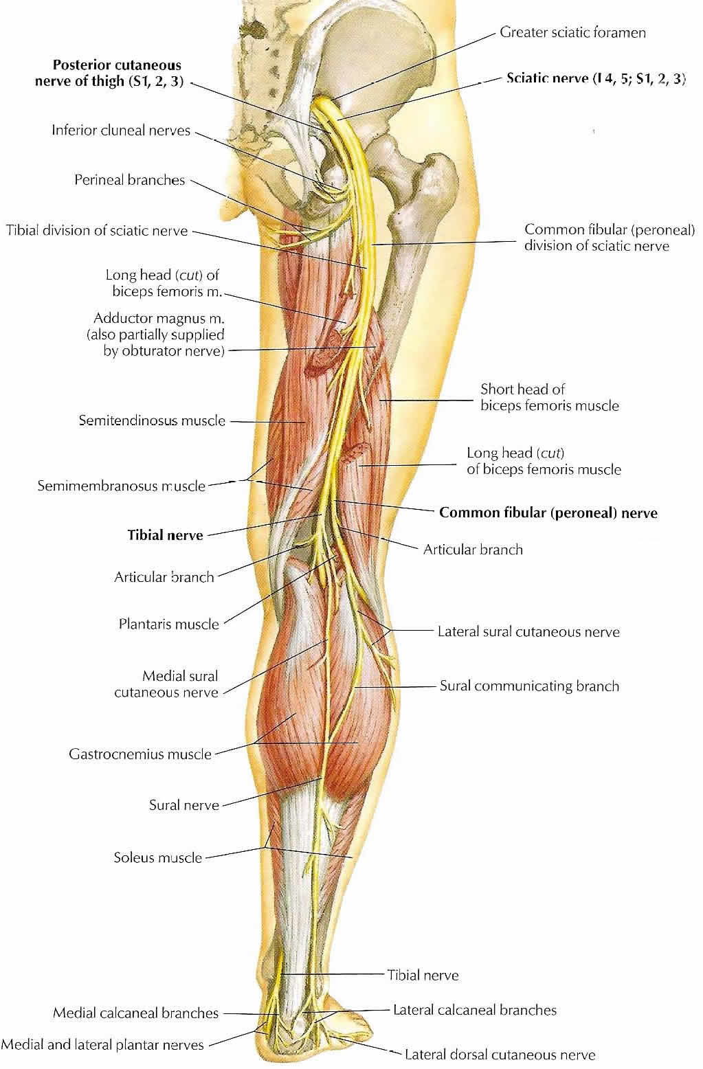 Sciatica - Manchester-Bedford Myoskeletal LLC