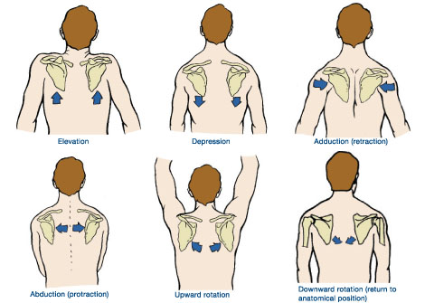 Scapular-motion.jpg