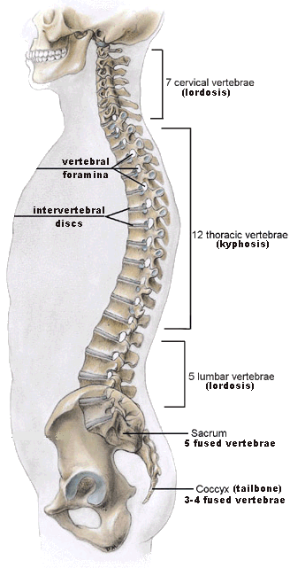 Spinal Range Of Motion